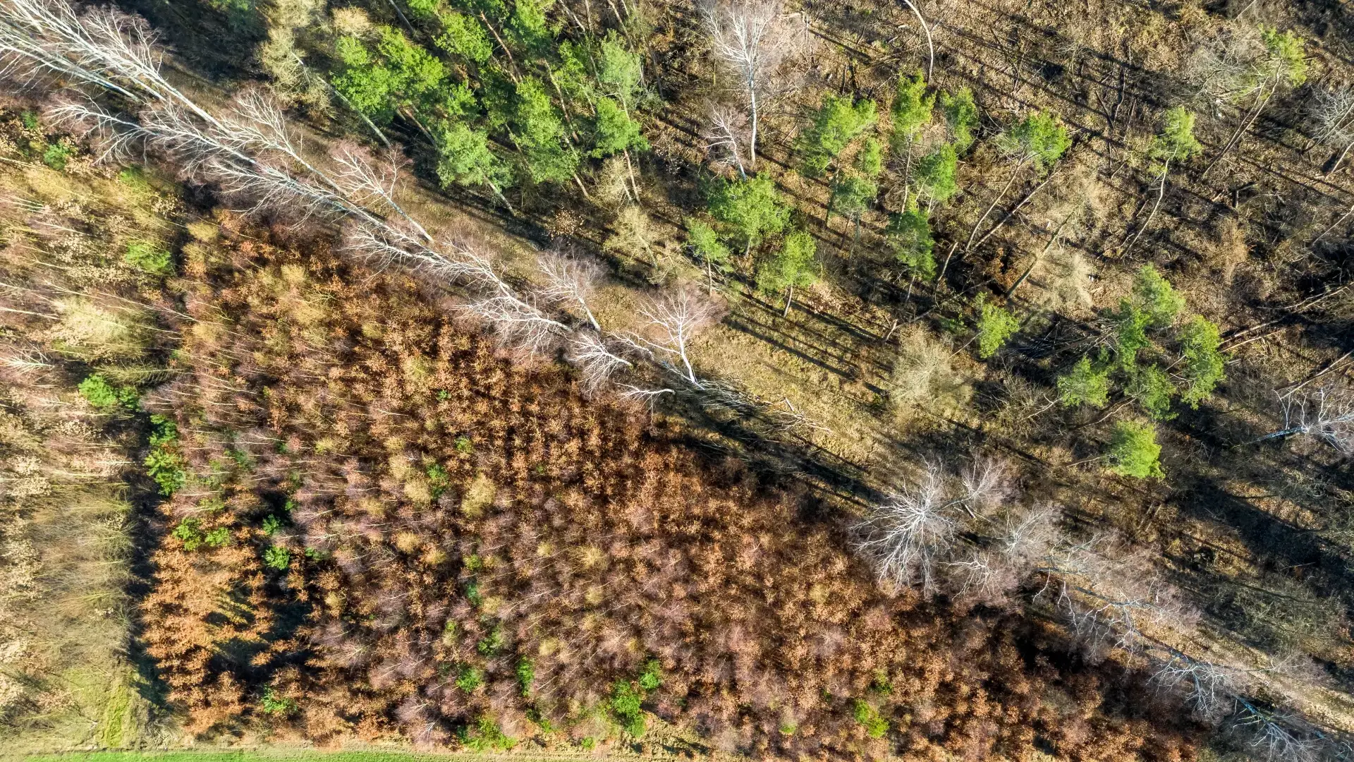 Brush cleared along a woodland edge and field boundary