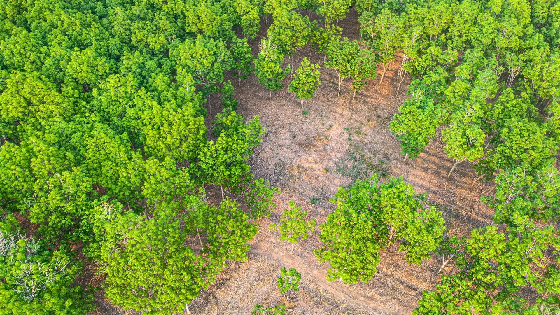 Aerial view of selective forestry mulching on a wooded lot