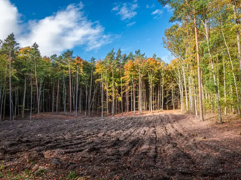 Land clearing and grading on a wooded lot in the Northern Beaches, NC