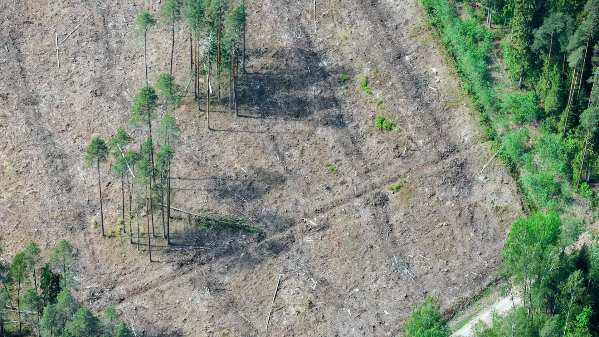 Aerial view of acreage cleared in a large land clearing project