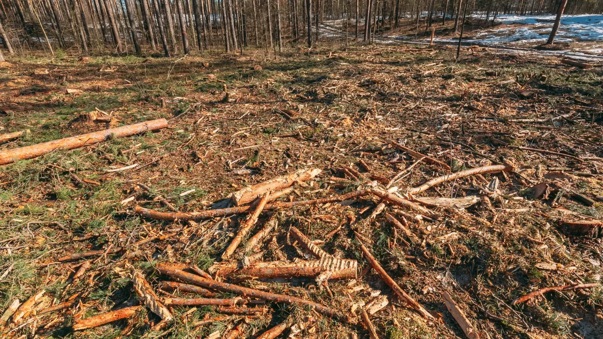 Pine forest cleared of timber with slash debris left behind