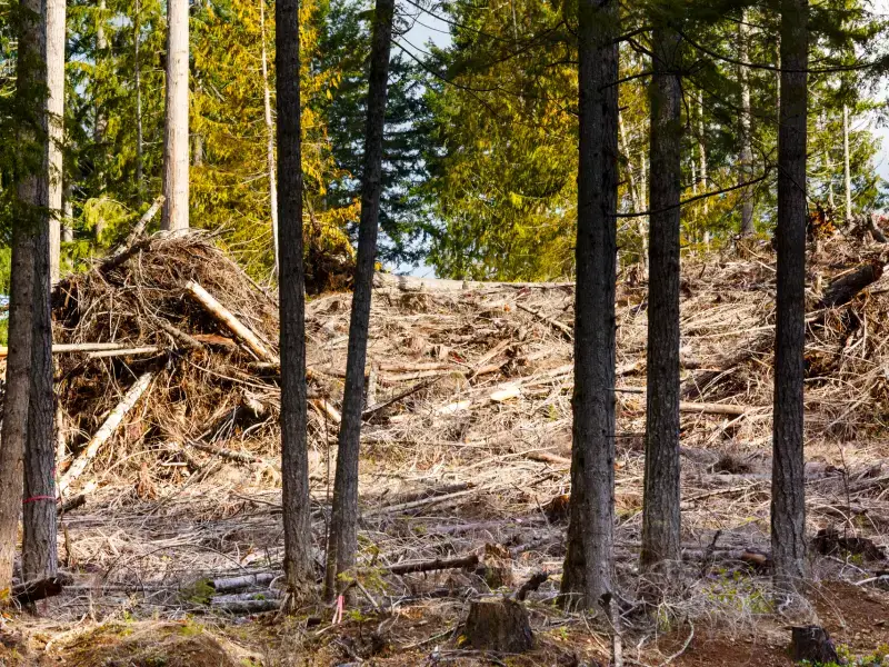 Slash debris on a hillside after timber harvesting