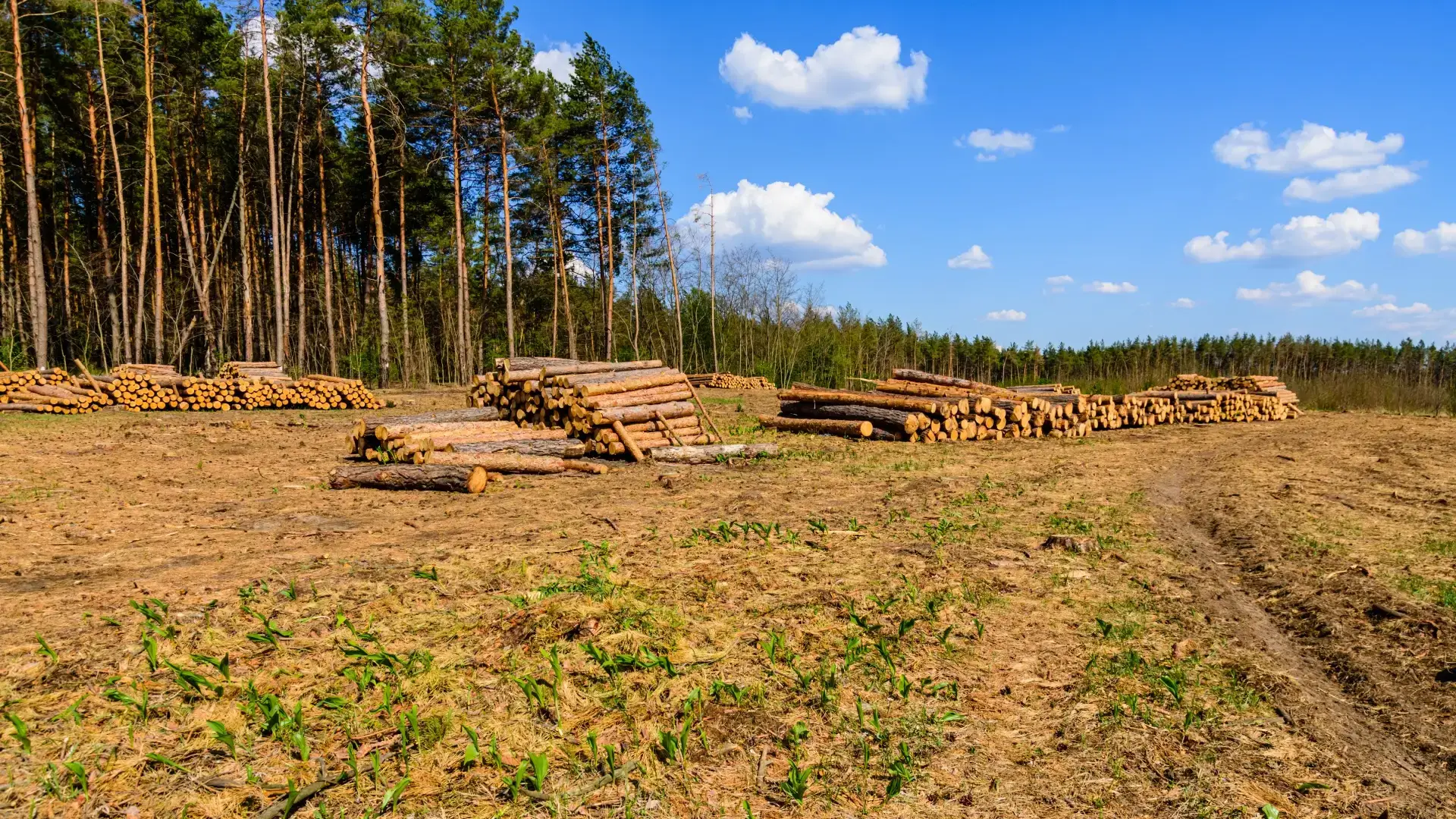 Stacked pine logs from a timber harvest and forest clearing